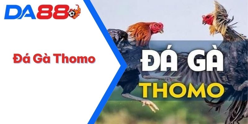 Đá gà Thomo