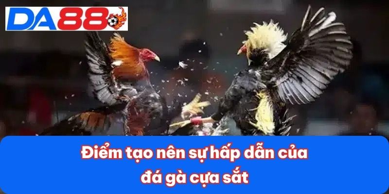 Điểm tạo nên sự hấp dẫn của đá gà cựa sắt