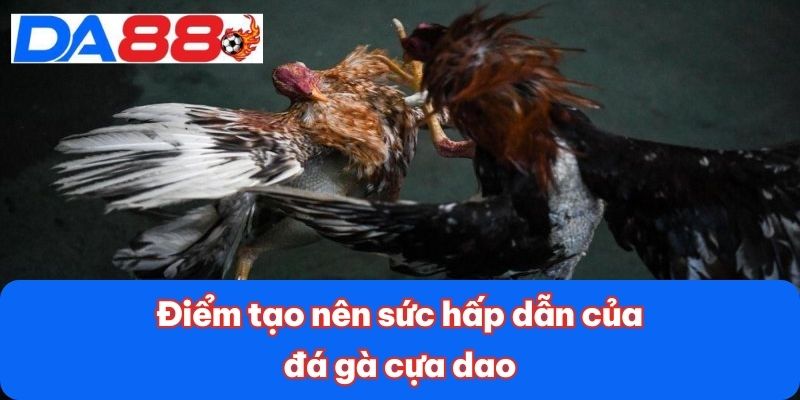 Điểm tạo nên sức hấp dẫn của đá gà cựa dao