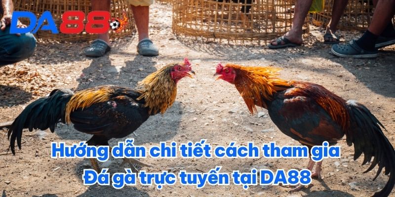 Hướng dẫn chi tiết cách tham gia đá gà trực tuyến tại DA88