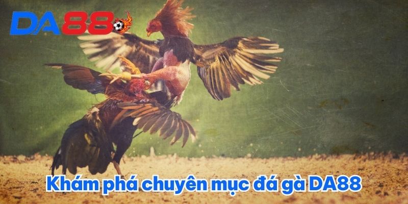 Khám phá chuyên mục đá gà DA88