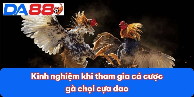 Kinh nghiệm khi tham gia cá cược gà chọi cựa dao