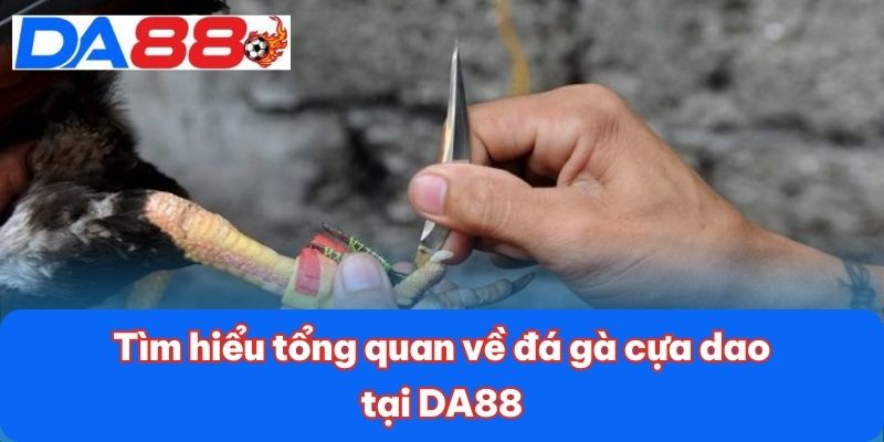 Tìm hiểu tổng quan về đá gà cựa dao tại DA88