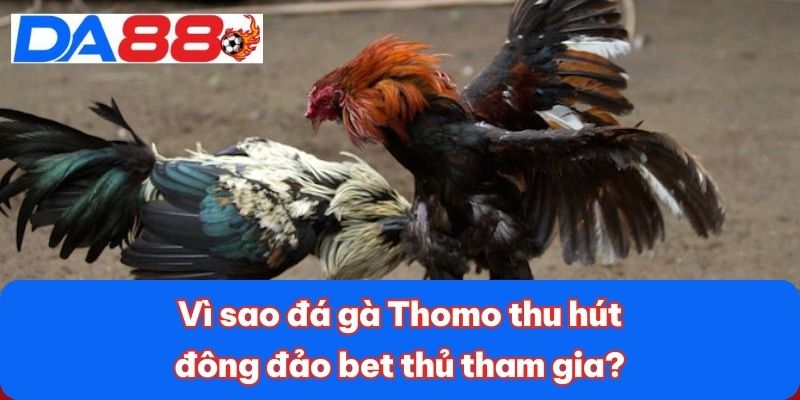 Vì sao đá gà Thomo thu hút đông đảo bet thủ tham gia?